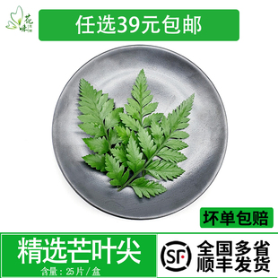 新鲜花草芒叶 高山羊齿叶 杨子叶酒店西餐烘焙摆盘酒水点缀装饰