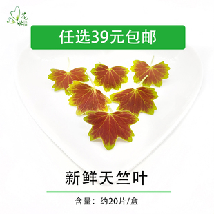 新鲜 天竺葵叶 非枫叶 温哥华枫叶 西餐酒店摆盘装饰新鲜花草