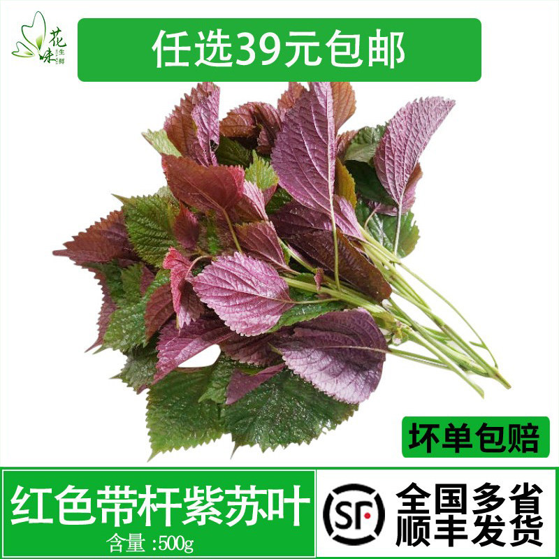 新鲜现摘紫苏叶带杆食用紫苏500g香料龙虾鱼蟹调料提香去腥调味