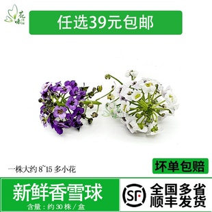 饰日料摆盘点缀 可食用花鲜花西餐酒店烘焙装 新鲜香雪球 约70朵