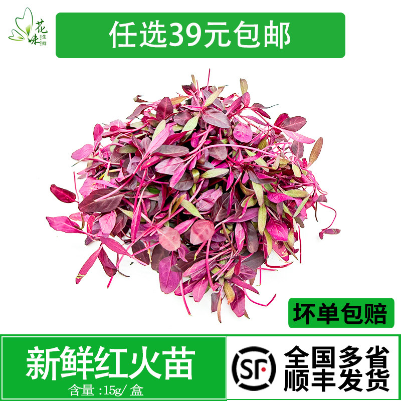 新鲜水培火红苗可食用芽苗菜