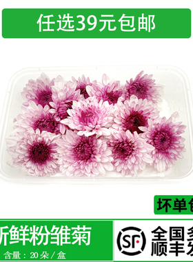新鲜粉雏菊 纽扣菊 粉色小菊花 西餐酒店日料摆盘装饰点缀鲜花草