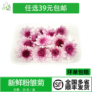 新鲜粉雏菊 纽扣菊 粉色小菊花 西餐酒店日料摆盘装饰点缀鲜花草