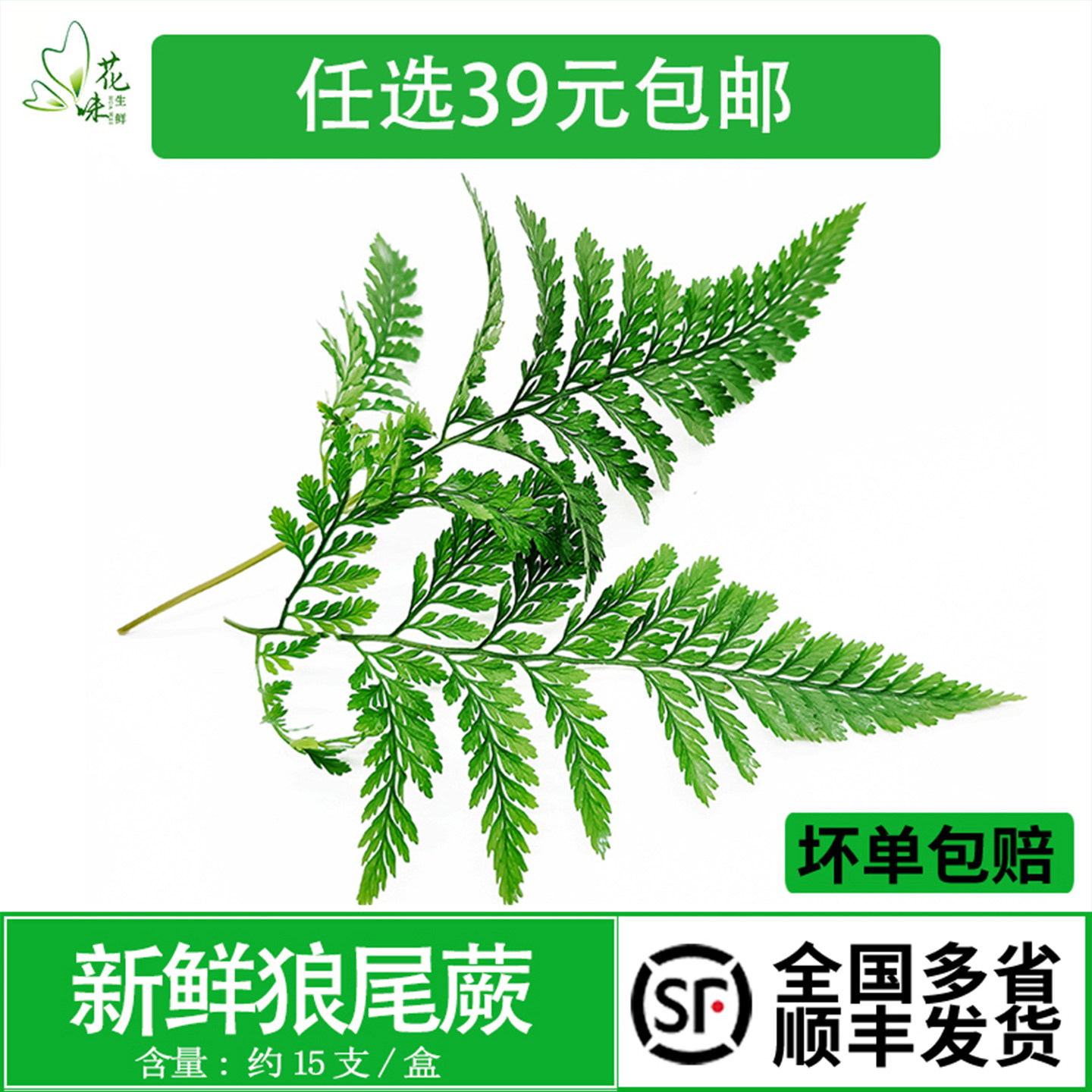 新鲜狼尾蕨兔脚蕨龙爪蕨15枝 酒店西餐日料冷菜装饰花草摆盘点缀