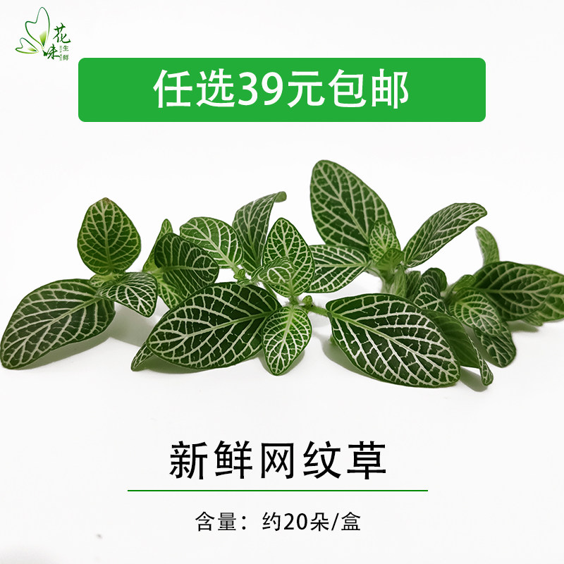 新鲜网纹草网纹叶子火锅中餐西餐摆盘装饰花草点缀