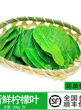 西餐香料烹饪新鲜柠檬叶烹饪调料