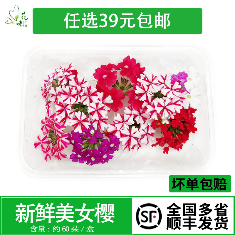 新鲜鲜花美女樱 可食用花酒店日料西餐冷艺摆盘装饰花草  约60朵