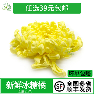 新鲜冰芯糖菊 冰糖菊 可食用花凉拌生吃菊花沙拉西餐酒店食材摆盘