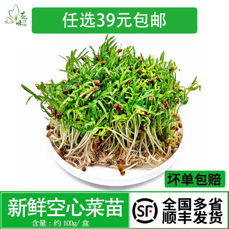 新鲜空心菜苗 水培素食可食用芽苗菜沙拉摆盘装饰点缀约100g