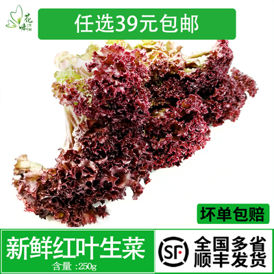 红叶生菜 罗莎红 紫叶生菜 新鲜蔬菜沙拉烤肉食材色拉菜250g包邮