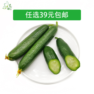 新鲜小黄瓜 荷兰小黄瓜 迷你黄瓜水果黄瓜迷你无刺孕妇蔬菜500g