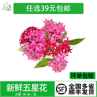 新鲜五星花 繁星花 现摘现发酒店西餐日料冷艺点缀摆盘装饰约60朵