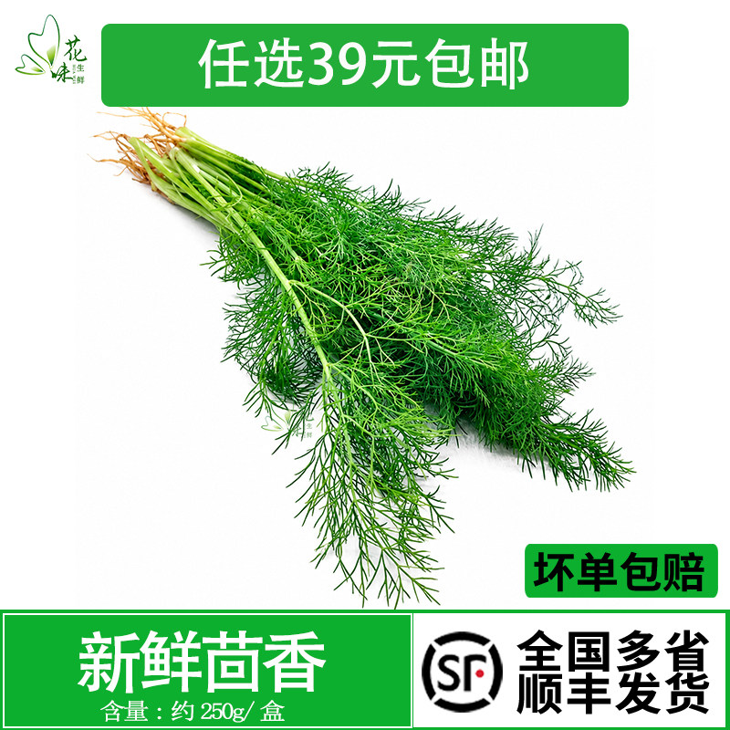 新鲜茴香叶 茴香苗 刁草洋茴香土茴香 饺子料茴香菜西餐调料 250g