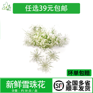 新鲜雪珠花 蕾丝花 白色小花酒店西餐日料摆盘冷菜蛋糕点缀装饰