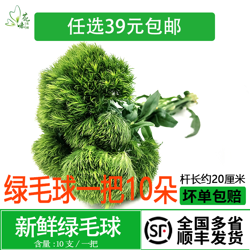 新鲜绿毛球10支 西餐酒店日料刺身创意造景酒水装饰摆盘点缀花草