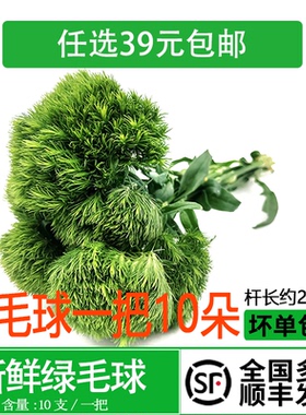 新鲜绿毛球10支 西餐酒店日料刺身创意造景酒水装饰摆盘点缀花草