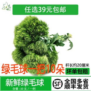 新鲜绿毛球10支 西餐酒店日料刺身创意造景酒水装饰摆盘点缀花草