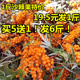 新鲜野生沙棘果1斤 吕梁特产天然特级精选沙棘果鲜果榨汁酵素 包邮