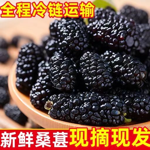 鲜货桑椹无沙桑葚新鲜现摘小盒装新鲜水果孕妇泡酒酵素水果黑桑果