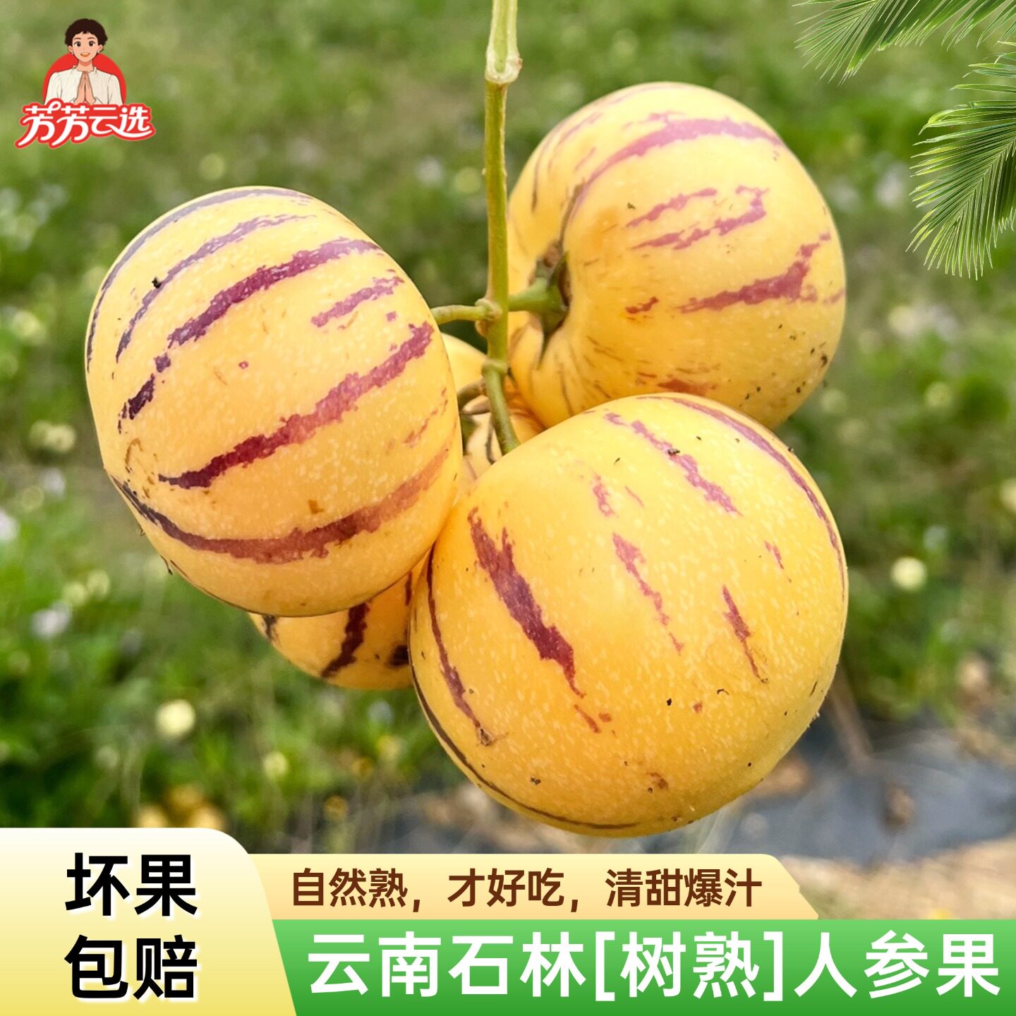 【顺丰快递】云南真树熟人参果香甜多汁 自然树熟机器测糖10%精品