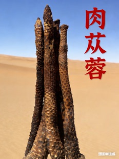 正宗阿拉善肉苁蓉中药材内蒙古正品官方旗舰店整根泡酒料野金锁阳