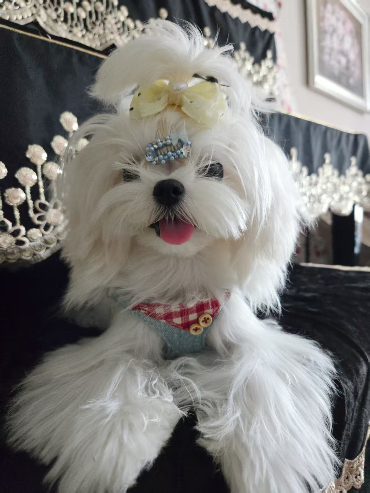 手工宠物碎发夹狗狗迷你头饰约克夏bb夹泰迪发卡马尔济斯鼻梁夹