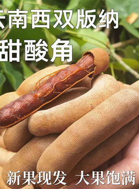 云南酸甜角大果罗望子西双版纳酸豆角新鲜甜角带壳甜酸角零食