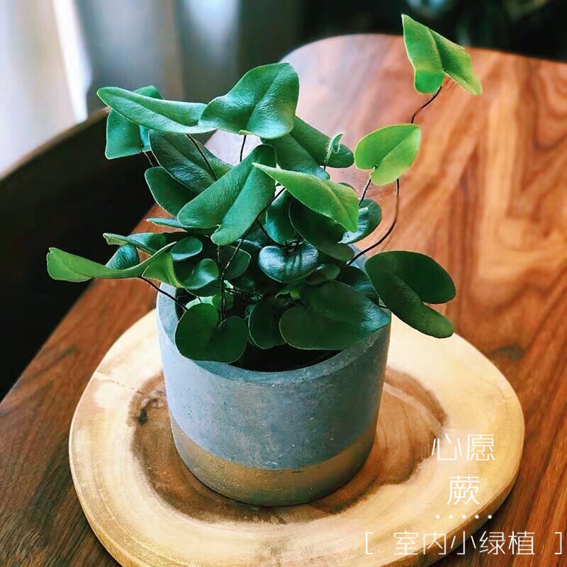 挺水植物价格 挺水植物图片 星期三