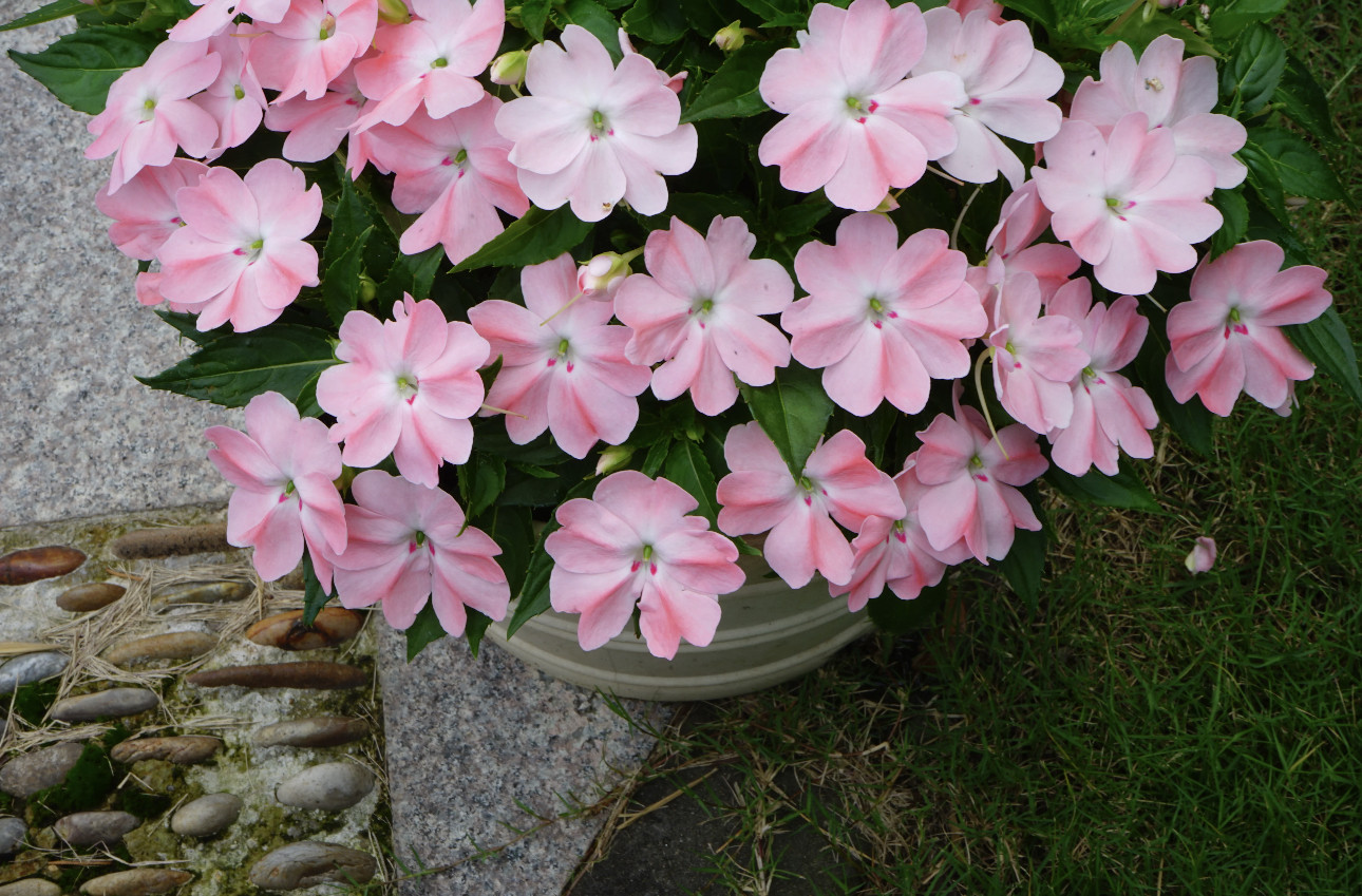 耐阴开花 超级凤仙花盆栽阳台花园多年生花卉夏季耐高温