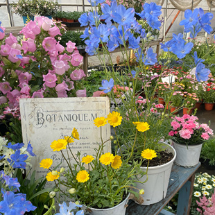 稀有品种专拍链接 春天草花直播专拍链接 老王家 花园