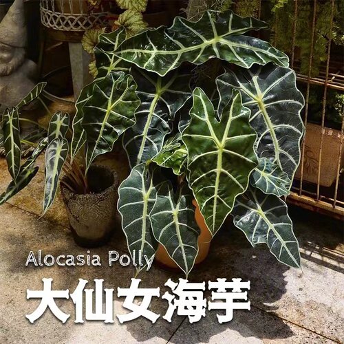 耐阴植物适合室内种植