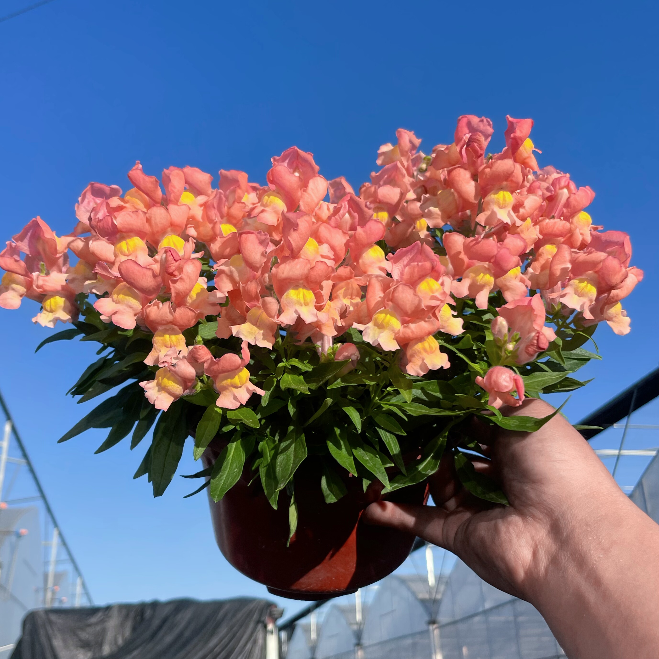 耐寒花卉盆栽金鱼草花苗花期久