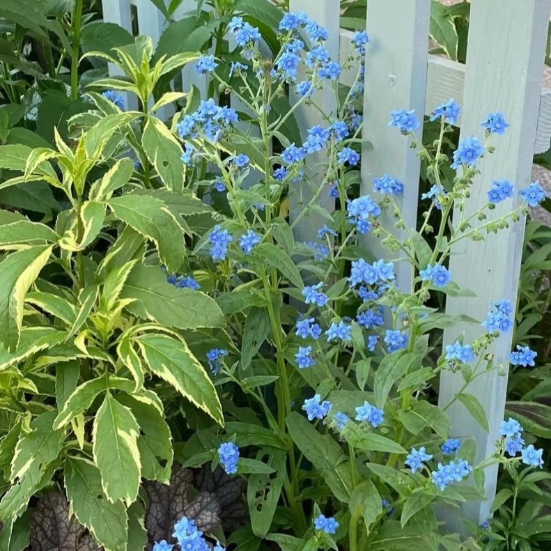 大花勿忘我盆栽 耐寒盆栽花卉 适合花园阳台种植 喜阳花期久