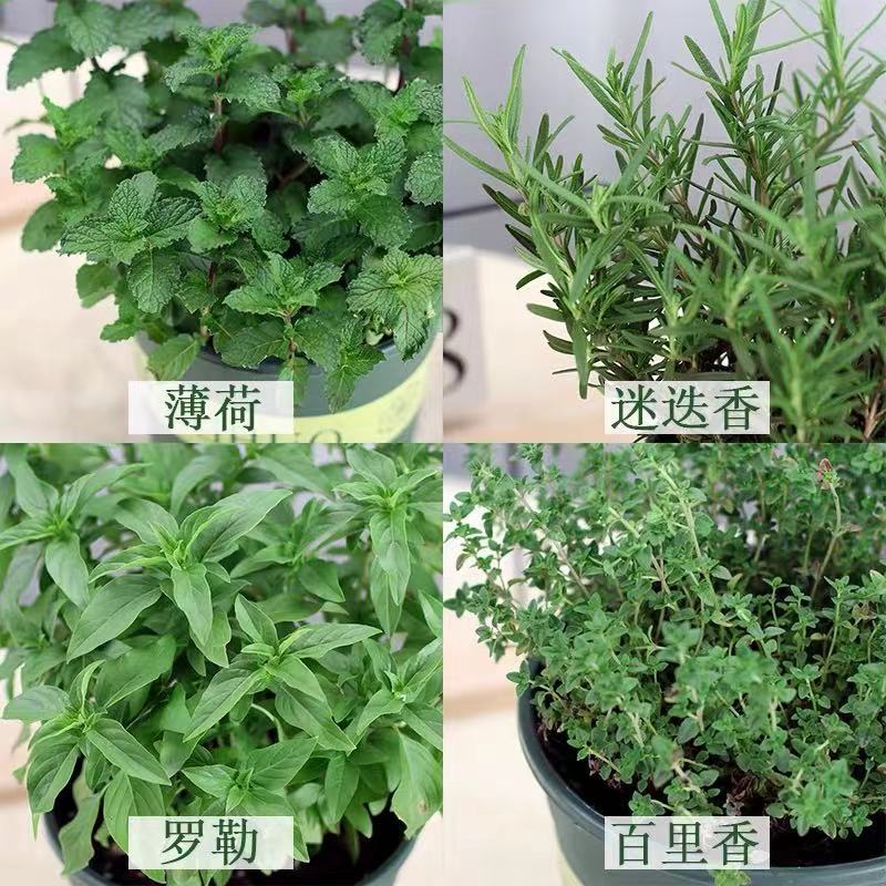 迷迭香盆栽可食用香草植物百里香薄荷罗勒莳萝新鲜可水培