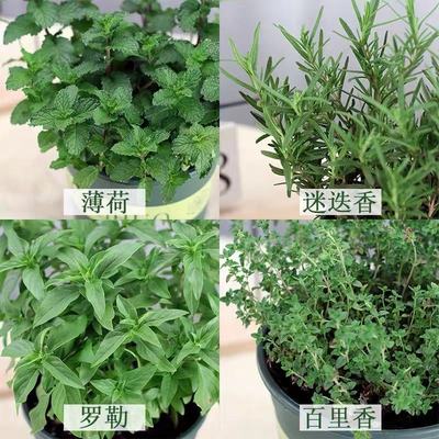 迷迭香盆栽可食用香草植物 百里香薄荷罗勒莳萝新鲜可水培