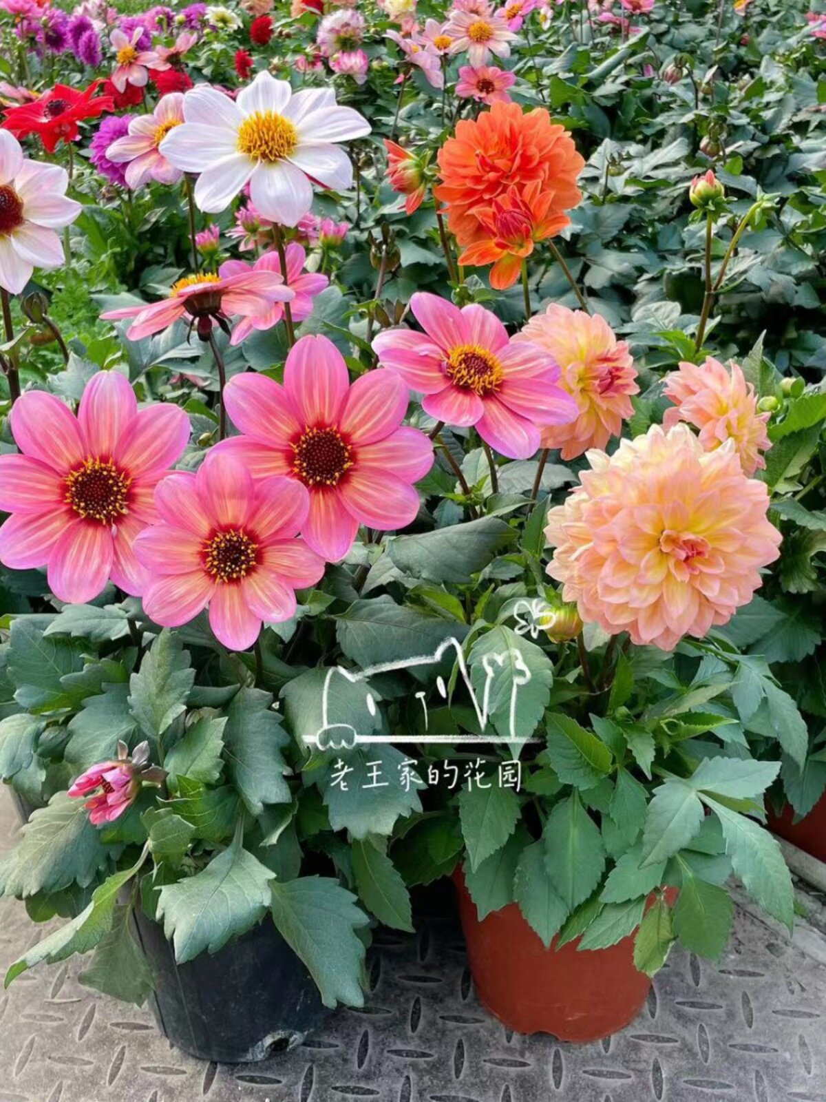 大丽花小丽花盆栽带花发货花卉 秋冬春季节开花 阳台花园开花植物