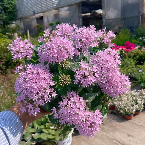 五星花阳台好养春夏开花耐暴晒