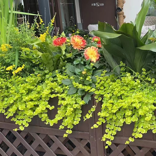 四季常青过路黄沼泽箱挺水植物