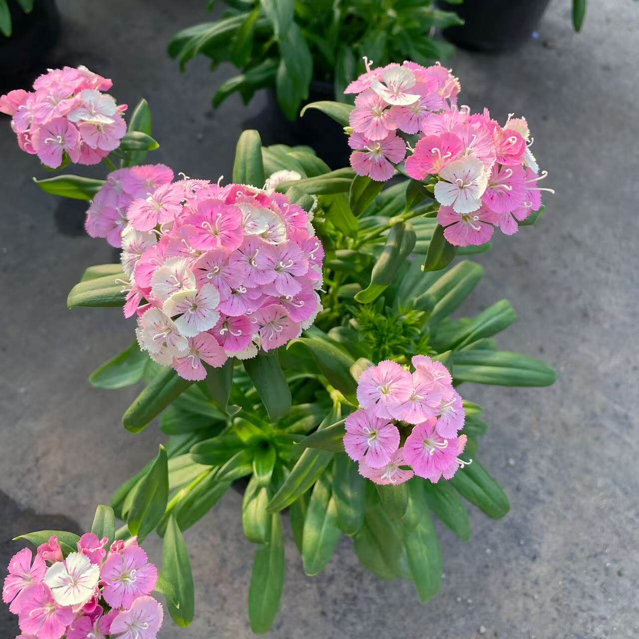 绣球石竹盆栽 多年生耐热耐寒品种 花园阳台盆栽地栽花卉 耐暴晒