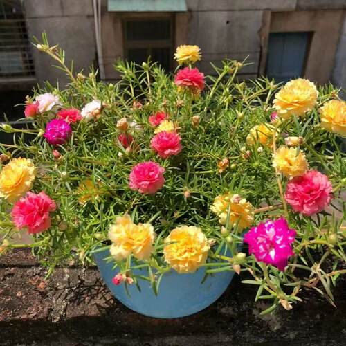 重瓣太阳花耐高温暴晒花卉