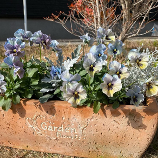 日式皱边角堇 小兔子角堇 大花礼服德古拉新浪潮lady大苗耐寒花卉