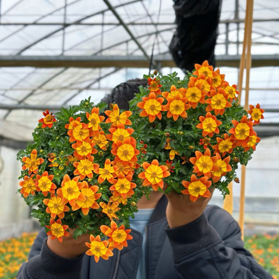 耐寒多年生金攸菊鬼针草喜阳