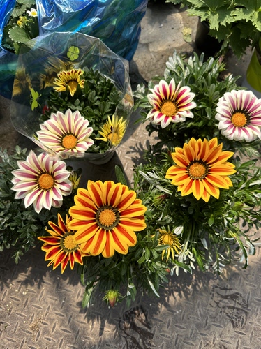 耐高温花卉 大花勋章菊盆栽 耐热耐晒耐干旱 盆栽花卉