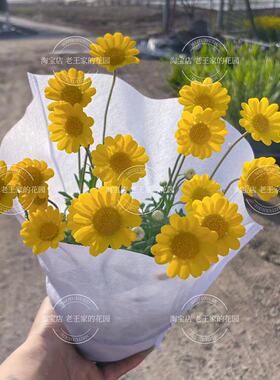 黄晶菊盆栽 带花发货好养易爆花耐荫 适合新手养护