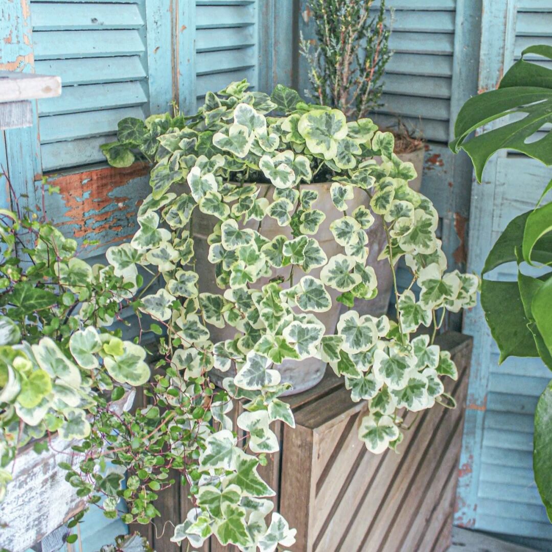 室内常青藤植物好养雪莹