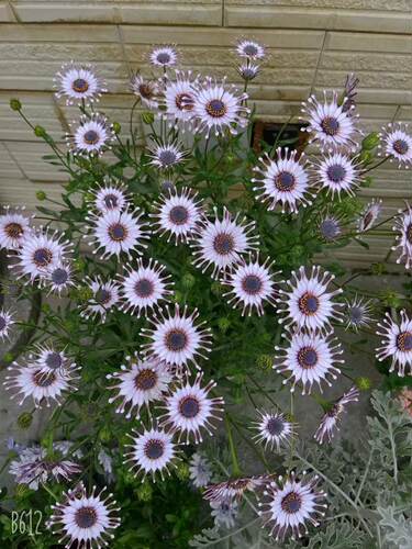 重瓣蓝目菊盆栽南非万寿菊花卉非洲菊带花阳台庭院花期长喜阳好养