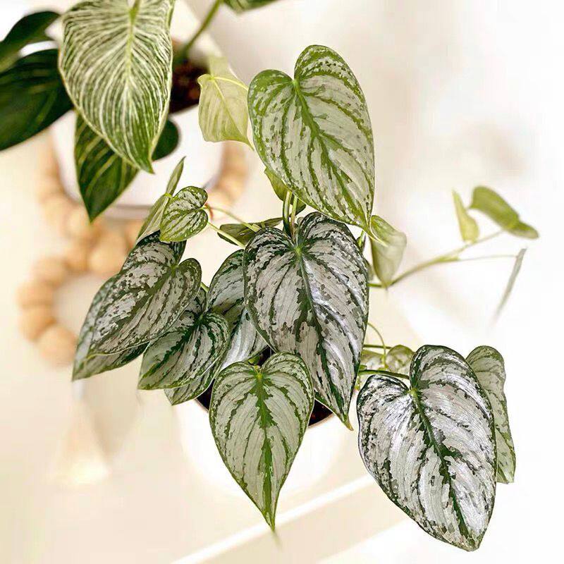 北欧晨曦花园白兰地蔓绿绒philodendron Brandi 网红热植盆栽 北欧晨曦花园 淘优券