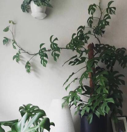 姬龟背竹 龟背竹稀有品种 北欧风室内绿植 绿植室内盆栽