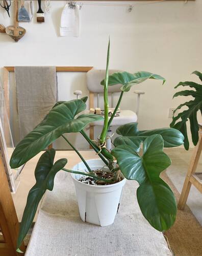 北欧晨曦花园小提琴蔓绿绒攀爬