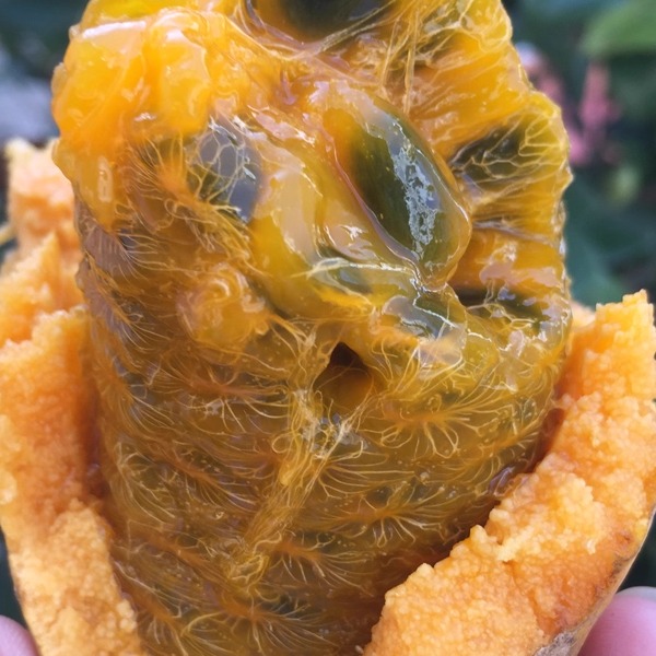 【纯甜野果】5斤野生八月瓜九月黄山货牛腾包牛哈卵牛卵坨拿腾包